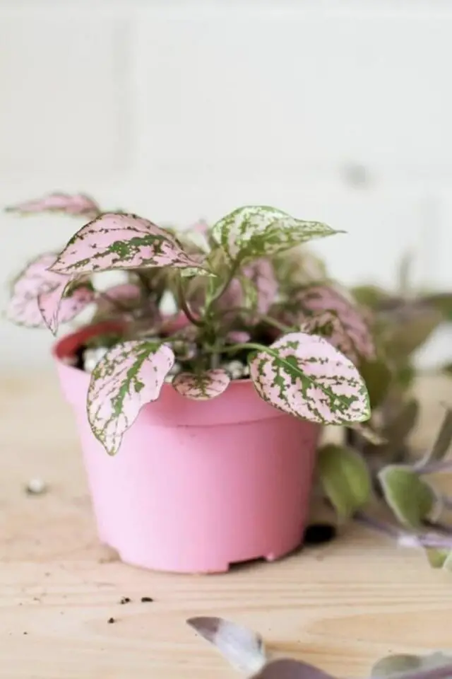 associer plantes vertes et déco rose petit pot de fleur en plastique coloré et variété tropicale 