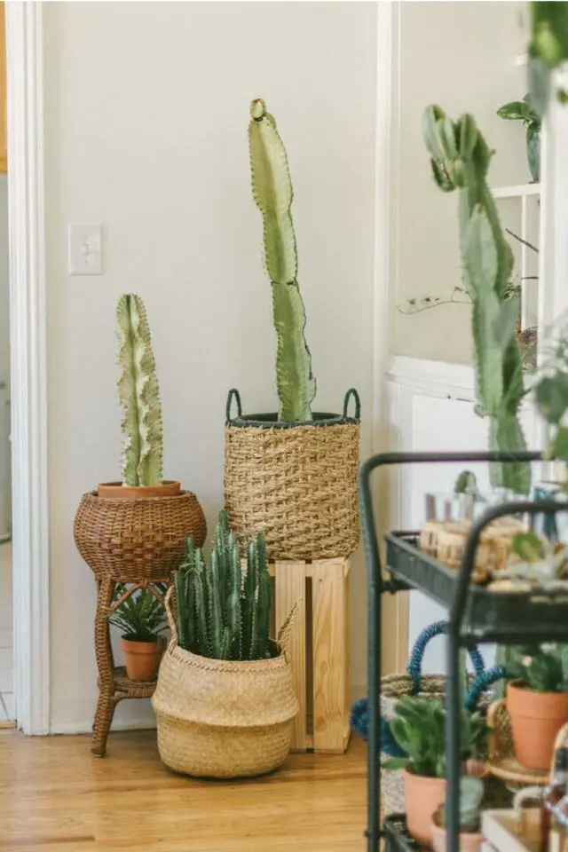 accessoire décoratif salle à manger idée plantes d'intérieur cactus cache-pot panier naturel 