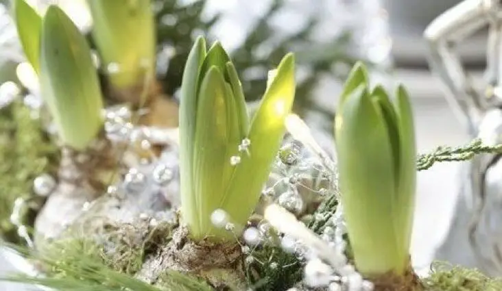 quelle variété de plante et de fleurs offrir à noël et en hiver