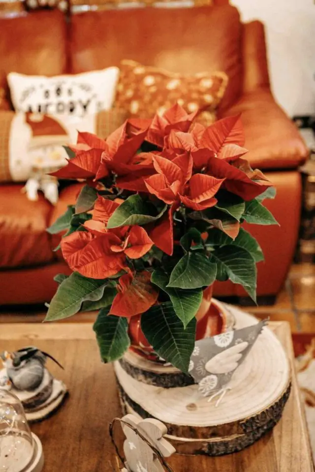 variété plantes fleurs noël Poinsettia fleur rouge saison idée cadeaux 