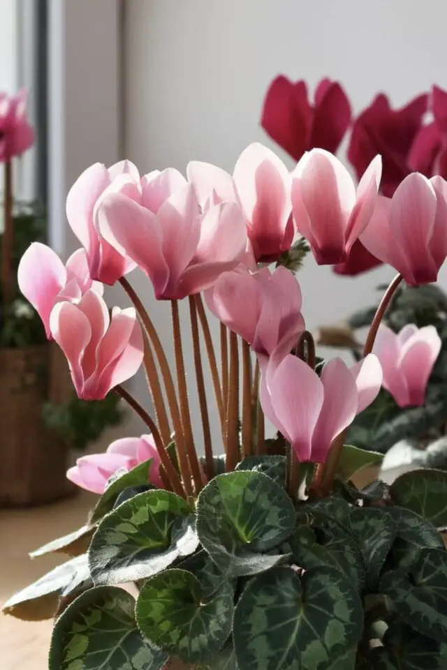 variété plantes fleurs noël saison hiver idée cadeau à offrir Cyclamen rose 