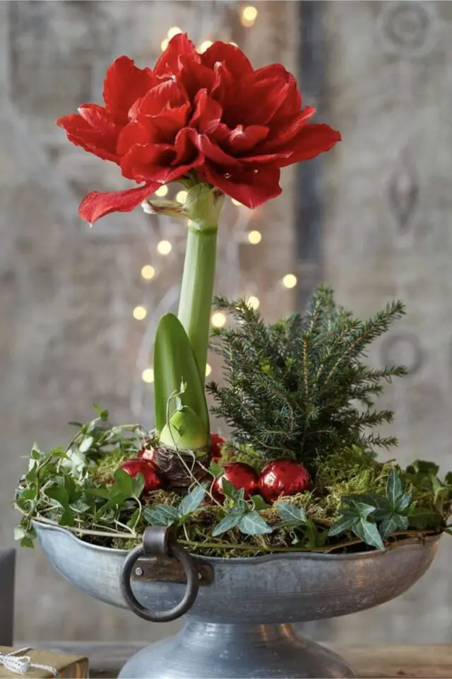 variété plantes fleurs noël Amaryllis idée cadeau à offrir 