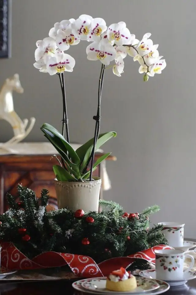 variété plantes fleurs noël orchidée en pot cadeau amoureux des plantes 